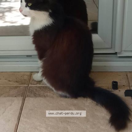 Photo de chat perdu à Toulouse