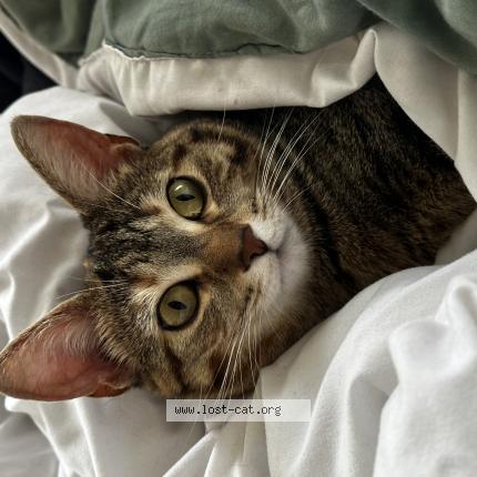 Photo 1/1 Chat retrouvé Perdu à Ottawa