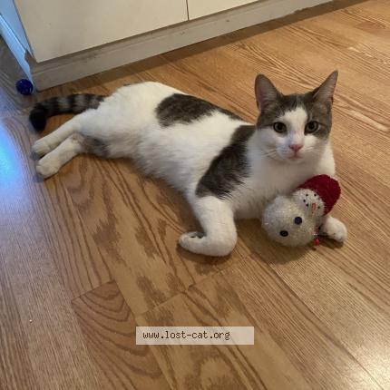 Photo 1/1 Chat retrouvé Perdu à Laval