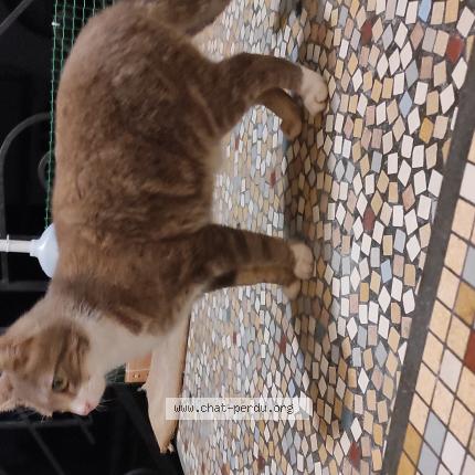 Photo de chat trouvé à Marmande