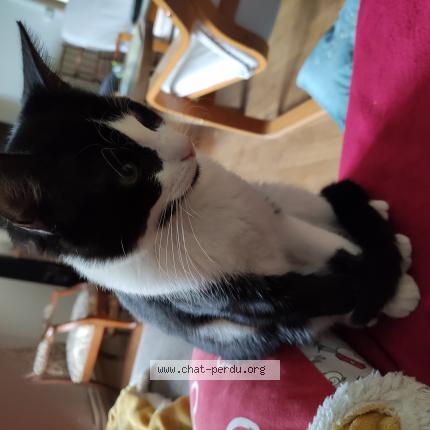 Photo 1/1 Chat retrouvé Perdu à Breuvannes En Bassigny