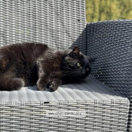 Photo de chat perdu à Mundolsheim