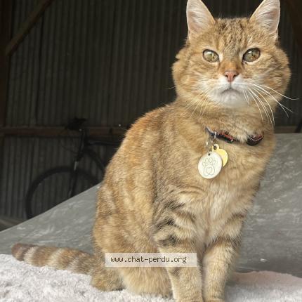 Photo 1/1 Minette Chat perdu à La chapelle craonnaise