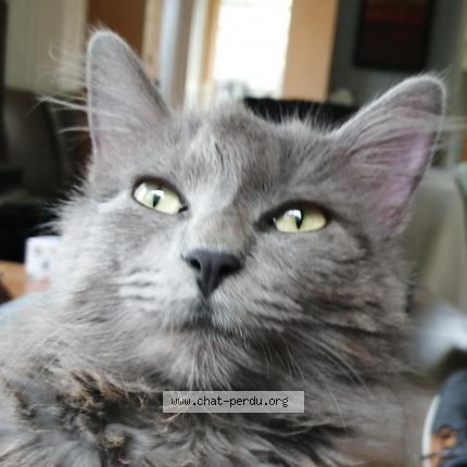 Photo 1/1 Chat retrouvé Trouvé à Bordeaux