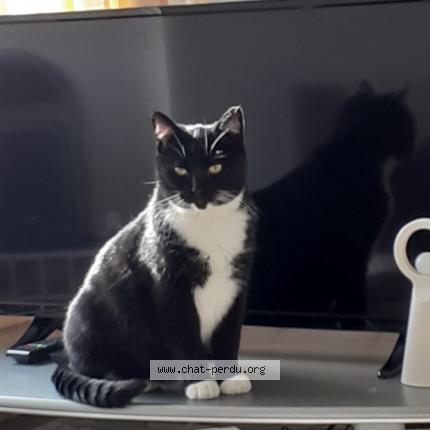 Photo de chat perdu à Barlin