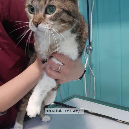 Photo de chat trouvé à Lorient