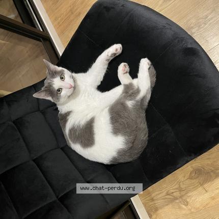 Photo 1/1 Chat retrouvé Perdu à Toulouse