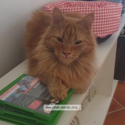 Photo de chat perdu à Choisy Le Roi