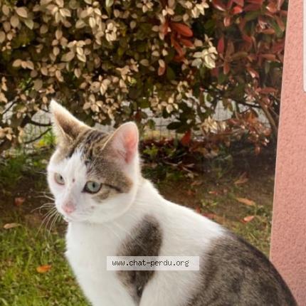 Photo 1/1 Chat retrouvé Perdu à Saint Nazaire