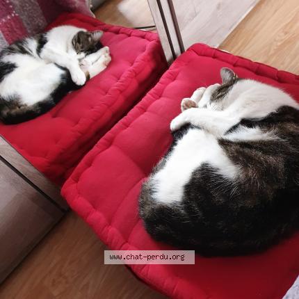 Photo 1/2 Chat retrouvé Perdu à Ingersheim