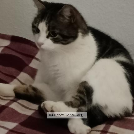 Photo 2/2 Chat retrouvé Perdu à Ingersheim