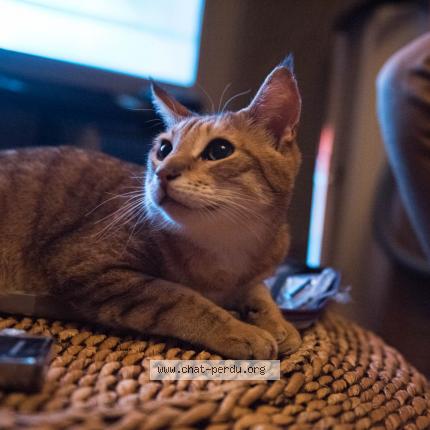 Photo de chat perdu à Mauguio