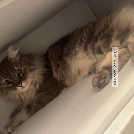 Photo de chat perdu à Palaiseau