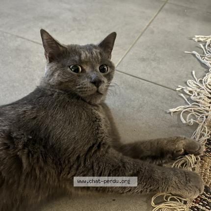 Photo 1/1 Chat retrouvé Trouvé à Romainville