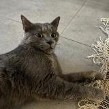 Photo de chat trouvé à Romainville