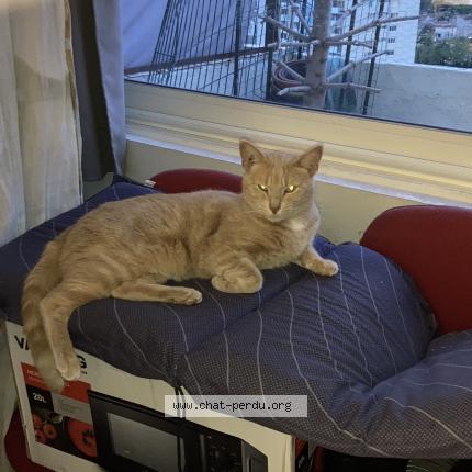 Photo de chat perdu à Marseille