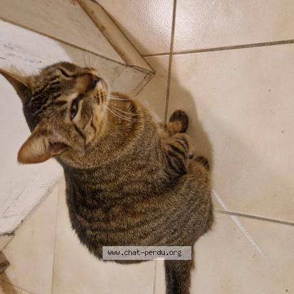 Photo de chat perdu à Thorigne Fouillard