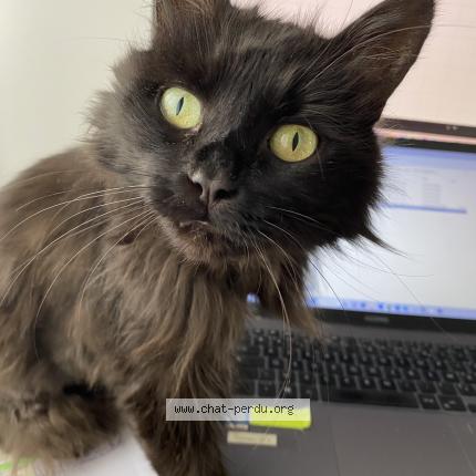 Photo de chat perdu à Guipavas