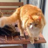 Photo de chat perdu à Ferney Voltaire