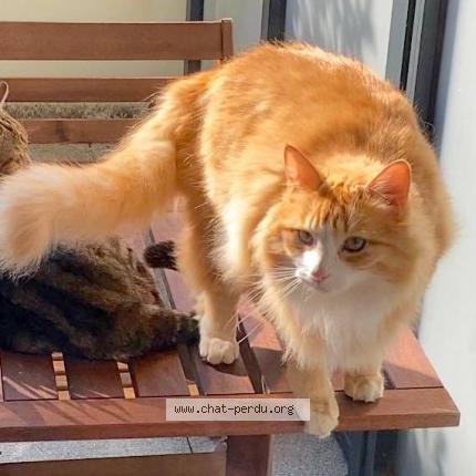 Photo 1/1 Chat retrouvé Perdu à Ferney voltaire