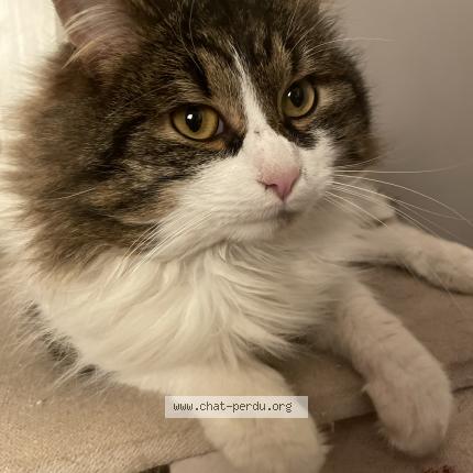Photo de chat perdu à Lezennes