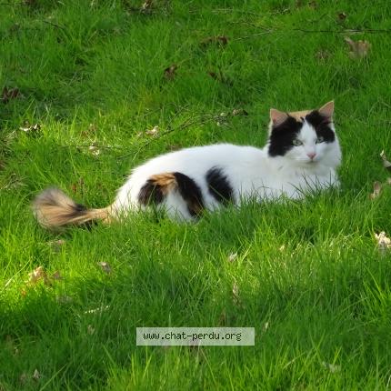 Photo 1/1 Chat retrouvé Perdu à St georges sur loire