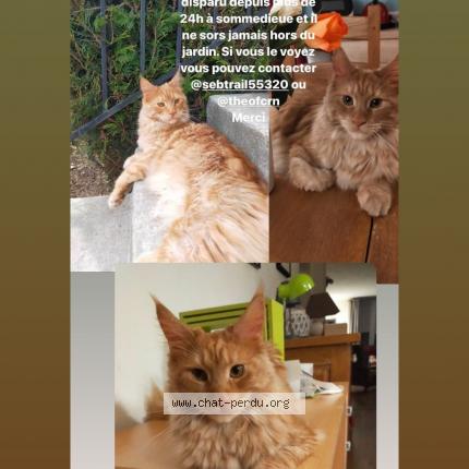 Photo 1/1 Chat retrouvé Perdu à 55320 Sommedieue