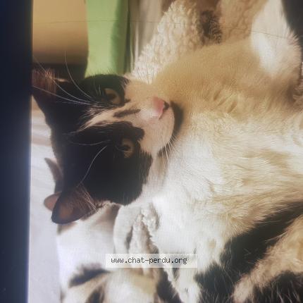 Photo de chat perdu à Antony