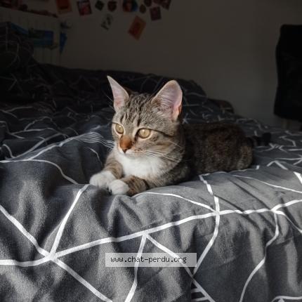 Photo de chat perdu à Saint Ave