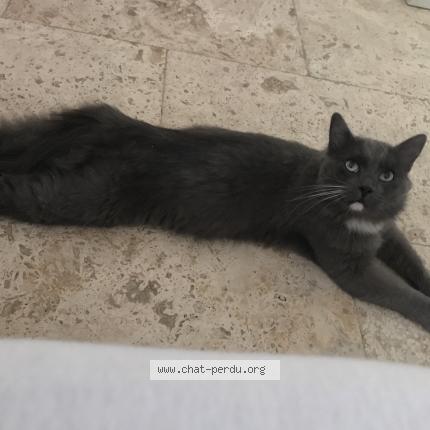 Photo de chat perdu à Abondant