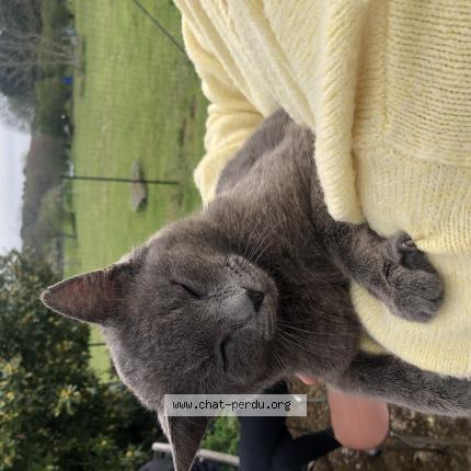 Photo de chat trouvé à Montreuil Sur Loir