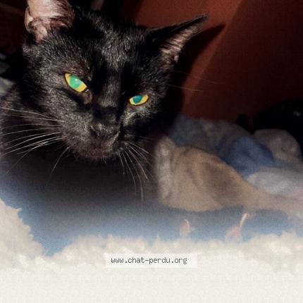Photo 1/1 Chat retrouvé Perdu à Cahors