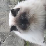 Photo de chat perdu à Chazey Sur Ain