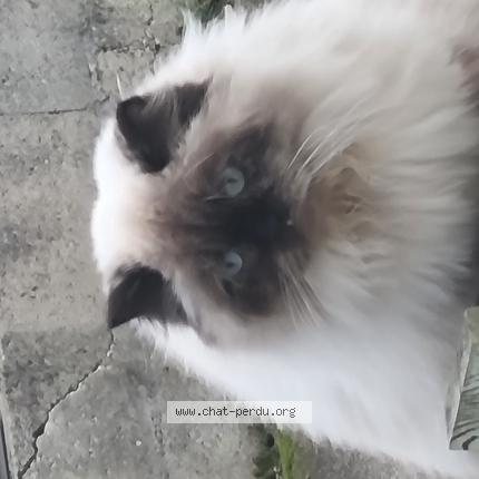 Photo 1/1 Chat retrouvé Perdu à Chazey sur ain