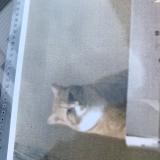Photo de chat perdu à Le Mans