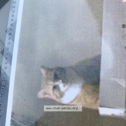 Photo 1/1 Chat retrouvé Perdu à Le mans
