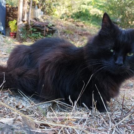 Photo de chat perdu à Laure Minervois