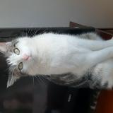 Photo de chat perdu à Nancy