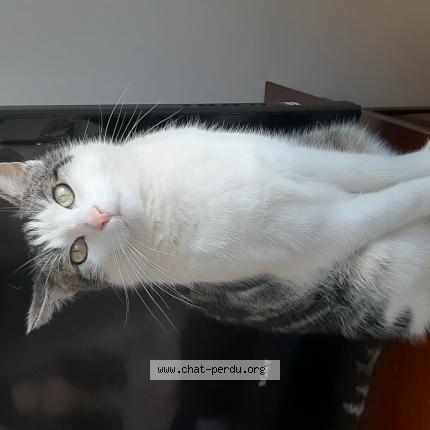 Photo 1/1 Chat retrouvé Perdu à Nancy