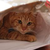 Photo de chat perdu à Savigne L Eveque