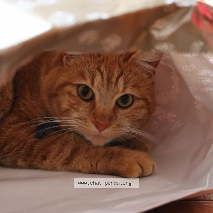 Photo 1/1 Chat retrouvé Perdu à Savigne l eveque