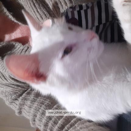 Photo de chat perdu à Alligny Cosne