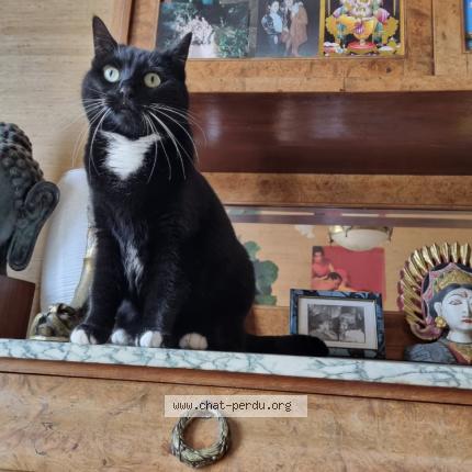Photo 1/1 Chat retrouvé Perdu à Levallois Perret