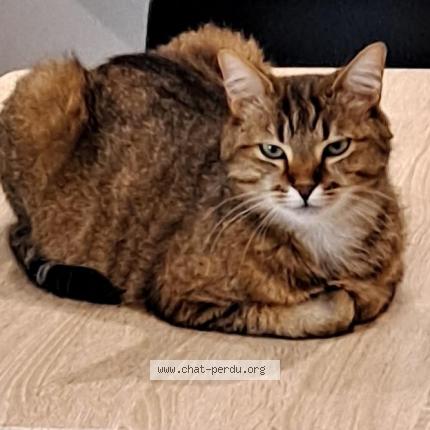 Photo 1/1 Chat retrouvé Perdu à Besancon