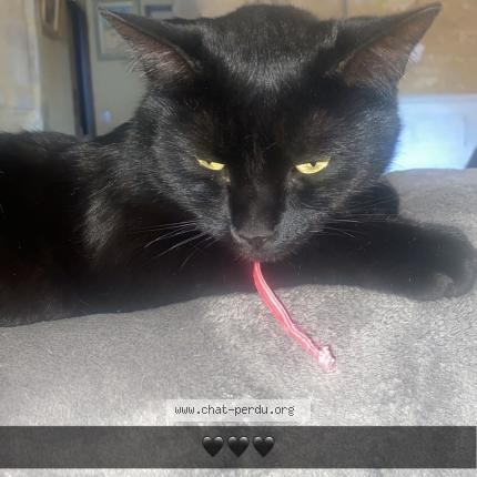 Photo de chat perdu à Clermont Ferrand
