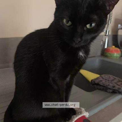 Photo de chat perdu à Sorgues