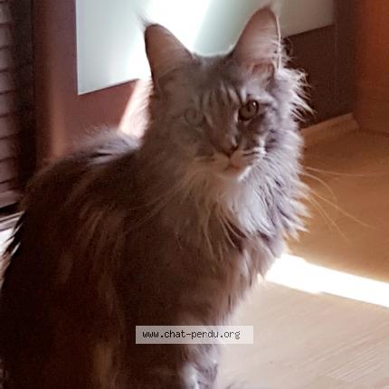Photo 1/1 Chat retrouvé Perdu à Avranches