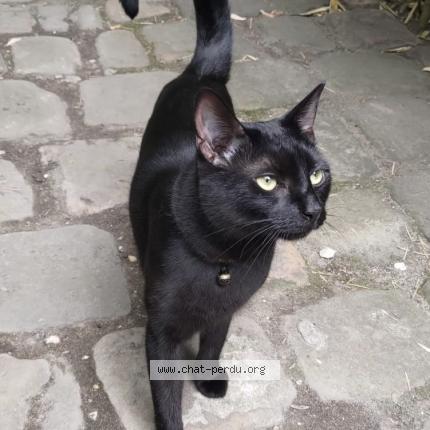 Photo de chat perdu à Paris