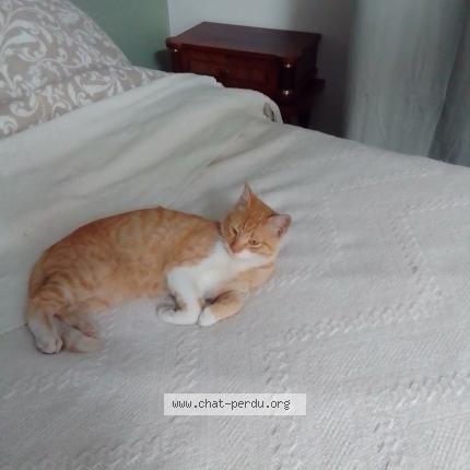 Photo 1/1 Chat retrouvé Trouvé à Marseille