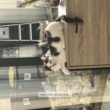 Photo 1/1 Chat retrouvé Perdu à Pomponne